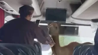 Camel Boards Bus In Oman, Amuses Internet