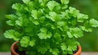 Grow Coriander At Home All Year Round
