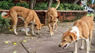 Politician's Dog Killing Claim Sparks Outrage