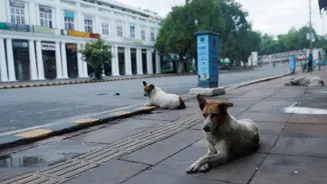 Delhi stray dogs: Court wants them sheltered