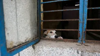 Delhi Stray Dogs: Sterilise and Release