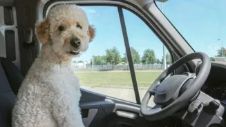 Dog Tax: Why Is Italy Charging Dog Owners?