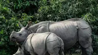 Rhino Dies in Assam's Pobitora Sanctuary