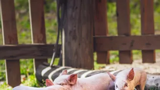 Swine Fever Hits Kerala's Thrissur District