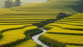 Non-Basmati Rice Exports Get APEDA Control