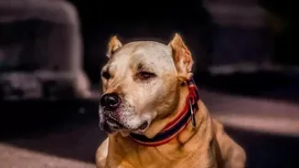 Shift stray dogs, pay bite victims: BJP, RWAs