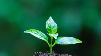 Goa Uses Soil Health Cards to Conserve Forests
