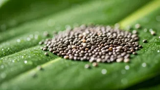 Chia Seeds Can Detox Your Skin Naturally