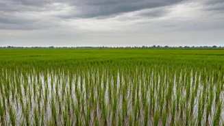 Rains Threaten Harvest in Punjab and Haryana