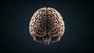 Brain Fog: Unraveling Cognitive Confusion