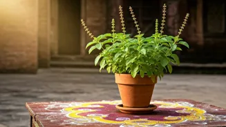 Tulsi Can Boost Your Wellness Secretly.