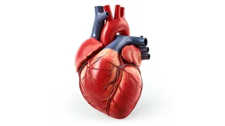 Young Indians Face Growing Heart Disease Risk