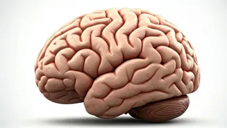 Improve Your Brain: Daily Habits Can Help