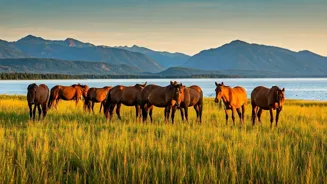 Visit Wild Horse Island in Montana!