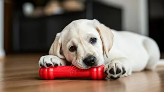 Get Ready: 10 Things You Need for a Lab Puppy