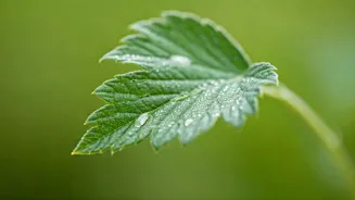 Manage Blood Sugar Naturally With These Tips