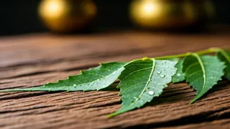 Neem Can Help Protect You From Dengue Fever