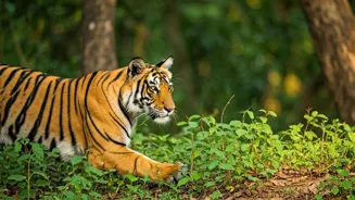 Explore India's First National Parks for Tigers