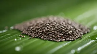 Unlocking Radiant Skin: Chia Seeds' Power!