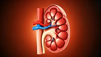 Support Kidney Health with These Supplements