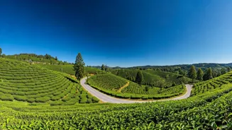 Guide: Discover India's Hill Station Wonders