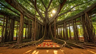 Banyan Tree's Size and History Explored