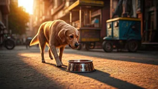 Delhi Counts Stray Dogs to Reduce Bites