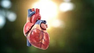 Healthy Heart: Simple Steps and Warning Signs