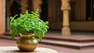 Tulsi May Lower Cortisol By 36 Percent