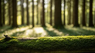 The Power of Pauses: Rekindling Creativity