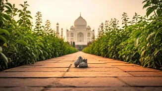 Walking After Meals Has Benefits for Indians.