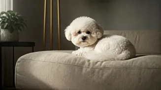 Which Small Dogs Make the Best Lap Companions?