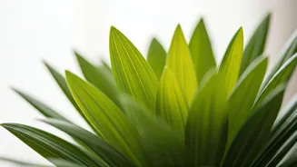 Go Green, Be Happy: Plant-Based Diet for India