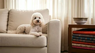 These Dogs Shed Less, Keep Homes Cleaner