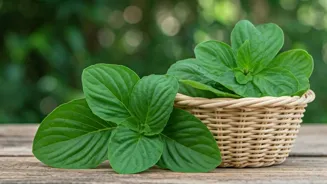 Bathua Boosts Immunity and Heart Health