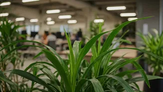 India Focuses on Workplace Mental Health