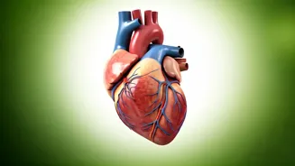 Slash Heart Attack Risk: 15-Min Post-Meal Walk!