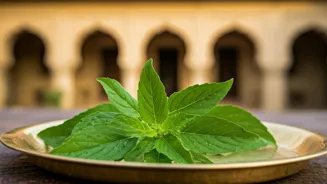 Tulsi Benefits Indians: More Than You Think