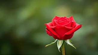 Breakup Recovery: Rebuild and Re-love Yourself