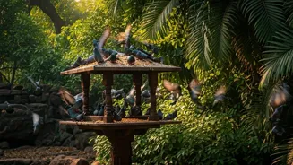 Mumbai Park to Get Pigeon Feeding Centers
