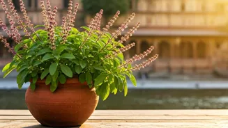 Can Tulsi Help Your Health?