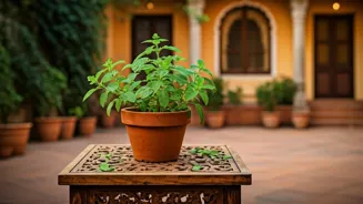 Tulsi Can Help Reduce Stress Naturally