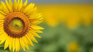 Unlock Your Potential: A Guide to Self-Improvement