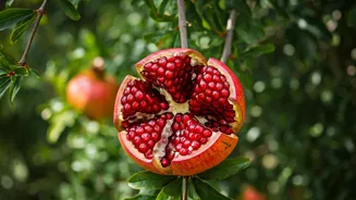 Grow Pomegranates at Home: A Juicy Guide