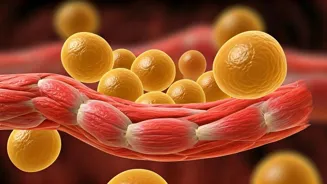 Is Your Body Burning Fat or Losing Muscle?