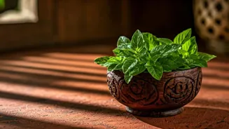 Tulsi Boosts Immunity and Well-being.