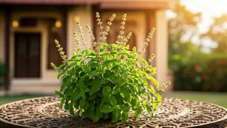 Tulsi Can Help You Beat Stress and Feel Great