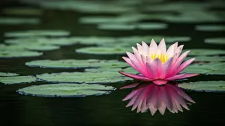 Love Yourself After a Breakup to Recover.