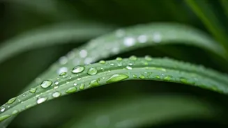 Petrichor Scent: Secrets to Its Wellness Power