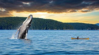 See Whales on a Canadian Whale Watching Tour
